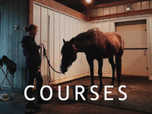 Herekore Equine Horse Studies Courses